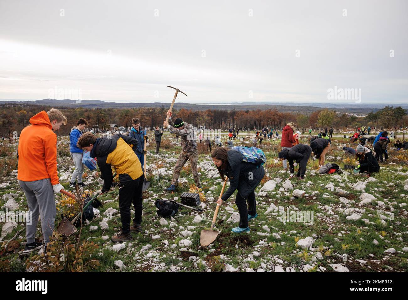 La gente pianta alberi nuovi durante il primo di molti eventi di rimboschimento di massa che hanno luogo nella regione carsica della Slovenia. Le foreste della regione sono gravemente danneggiate dopo un grande incendio che ha bruciato circa 3500 ettari di terreno nel mese di luglio. Oltre 800 volontari, giovani e anziani, hanno partecipato all'evento di piantare alberi nuovi. Foto Stock