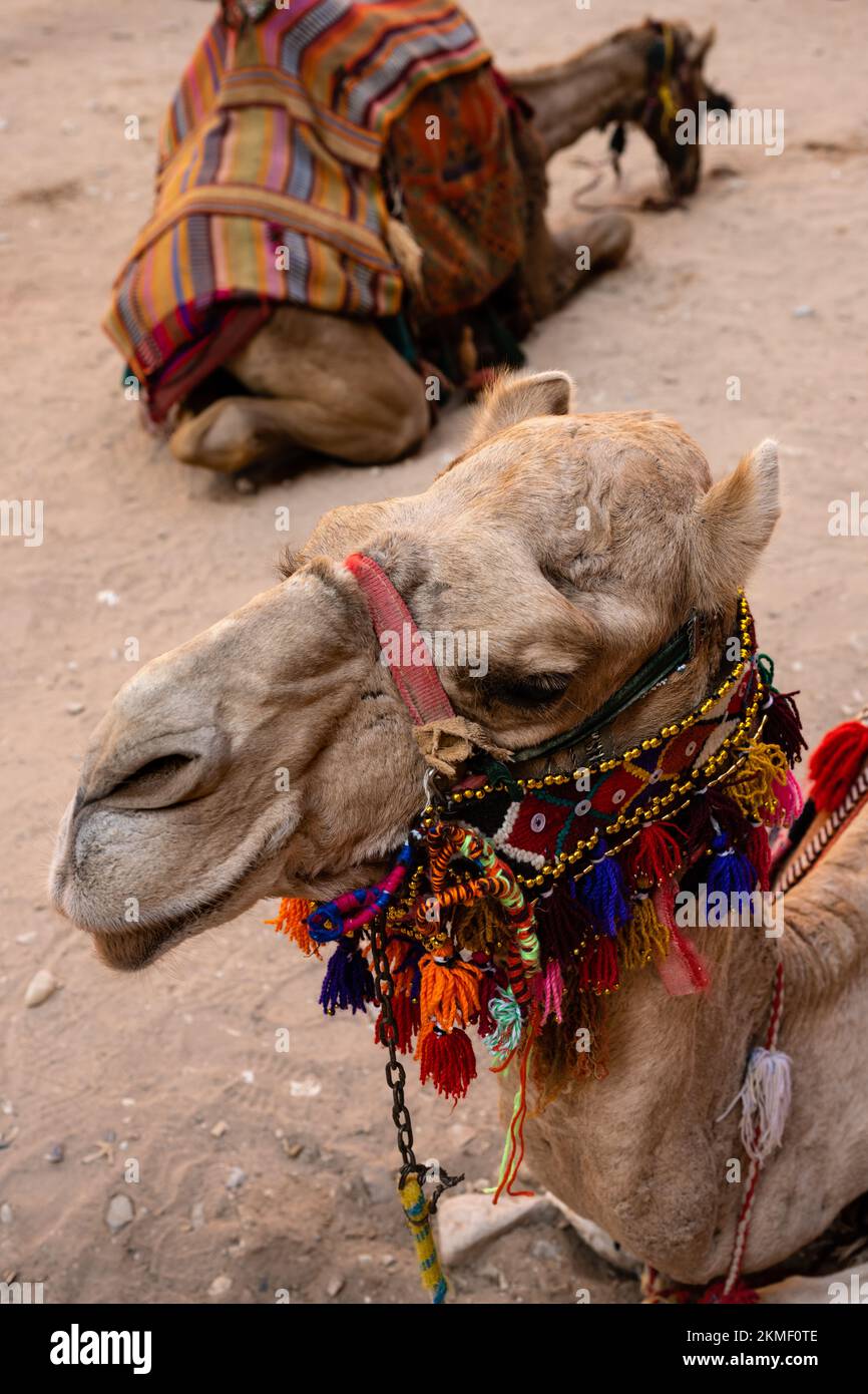 Testa di cammello dromedario con coloratissima briglia araba tradizionale a Petra, Wadi Musa, Giordania Foto Stock