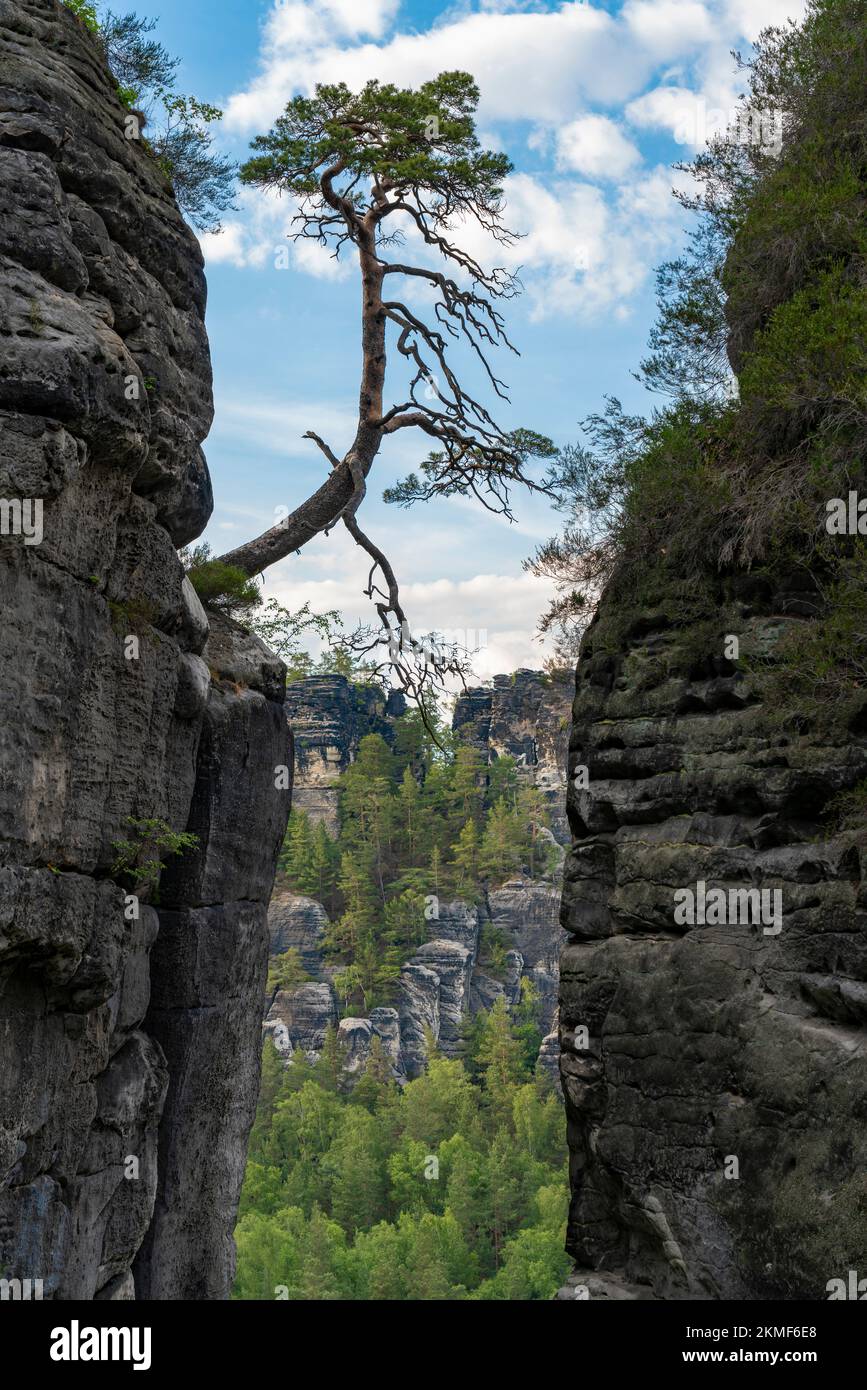 Albero forte immagini e fotografie stock ad alta risoluzione - Alamy