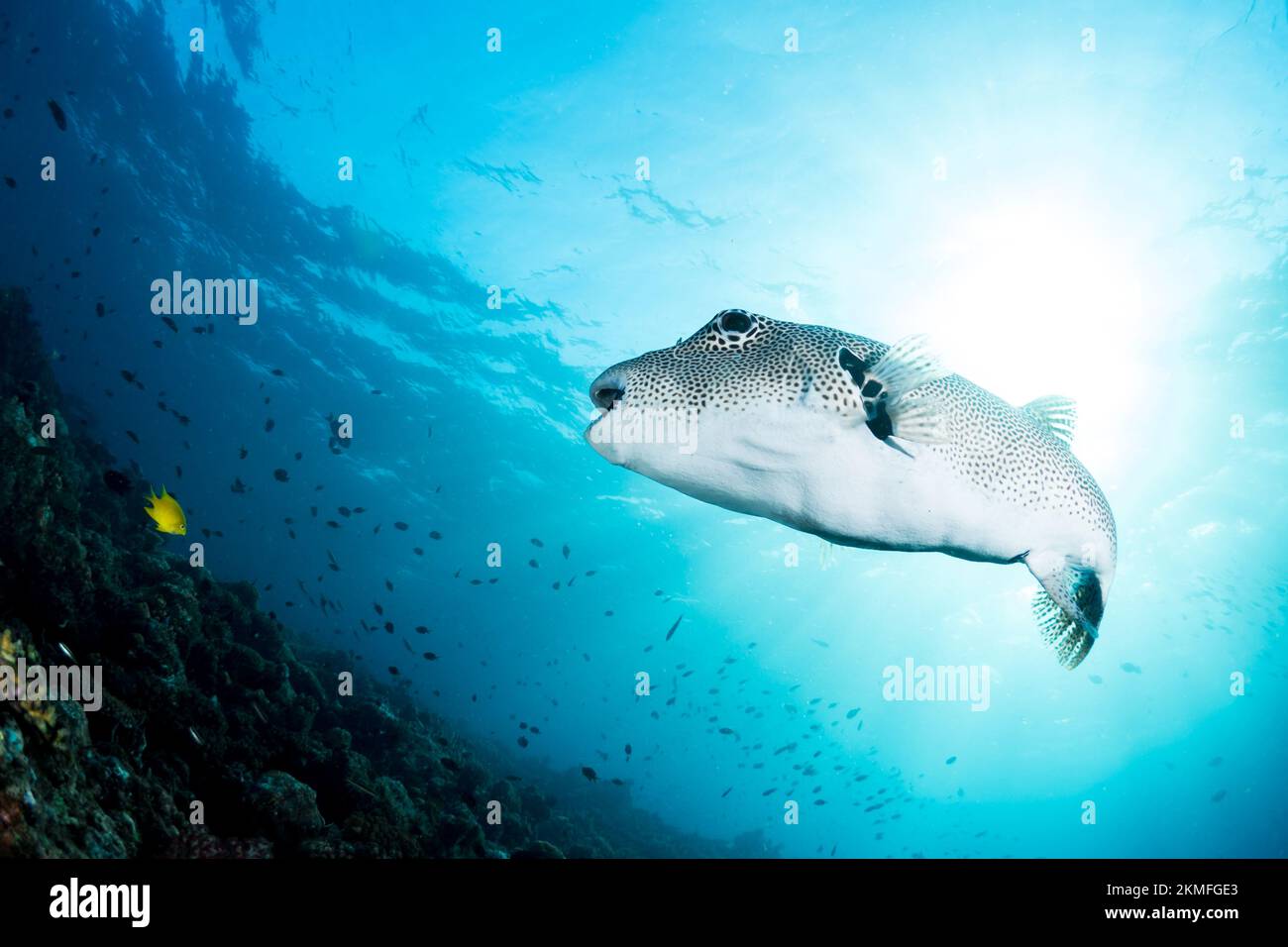 Splendida pinna di mare che nuotano sopra la barriera corallina sana nel Pacifico Indo Foto Stock