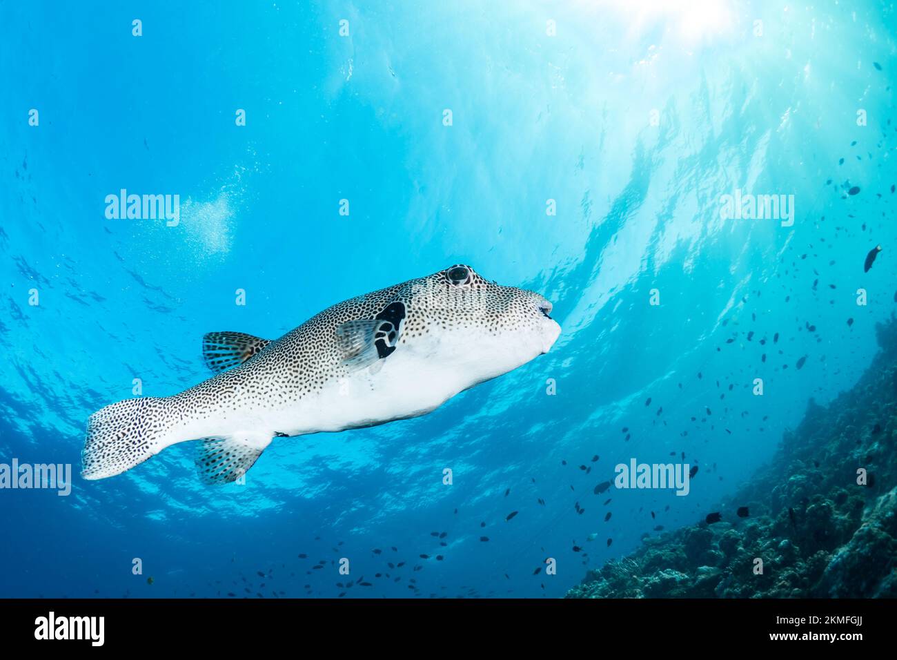 Splendida pinna di mare che nuotano sopra la barriera corallina sana nel Pacifico Indo Foto Stock
