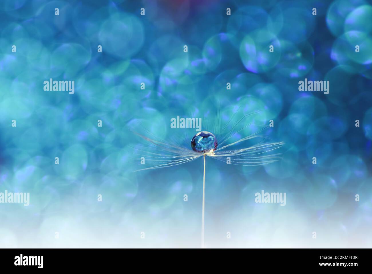 Bella natura background.Floral Art Design.Abstract Macro Photography.pastello Flower.Dandelion Flowers.Blue background.Creative Wallpaper artistico. Foto Stock