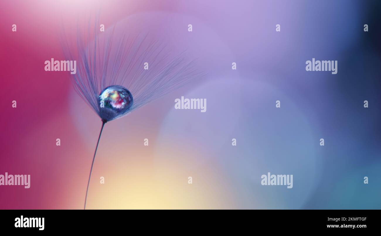 Bella natura background.Floral Art Design.Abstract Macro Photography.pastello Flower.Dandelion Flowers.Blue background.Creative Wallpaper artistico. Foto Stock