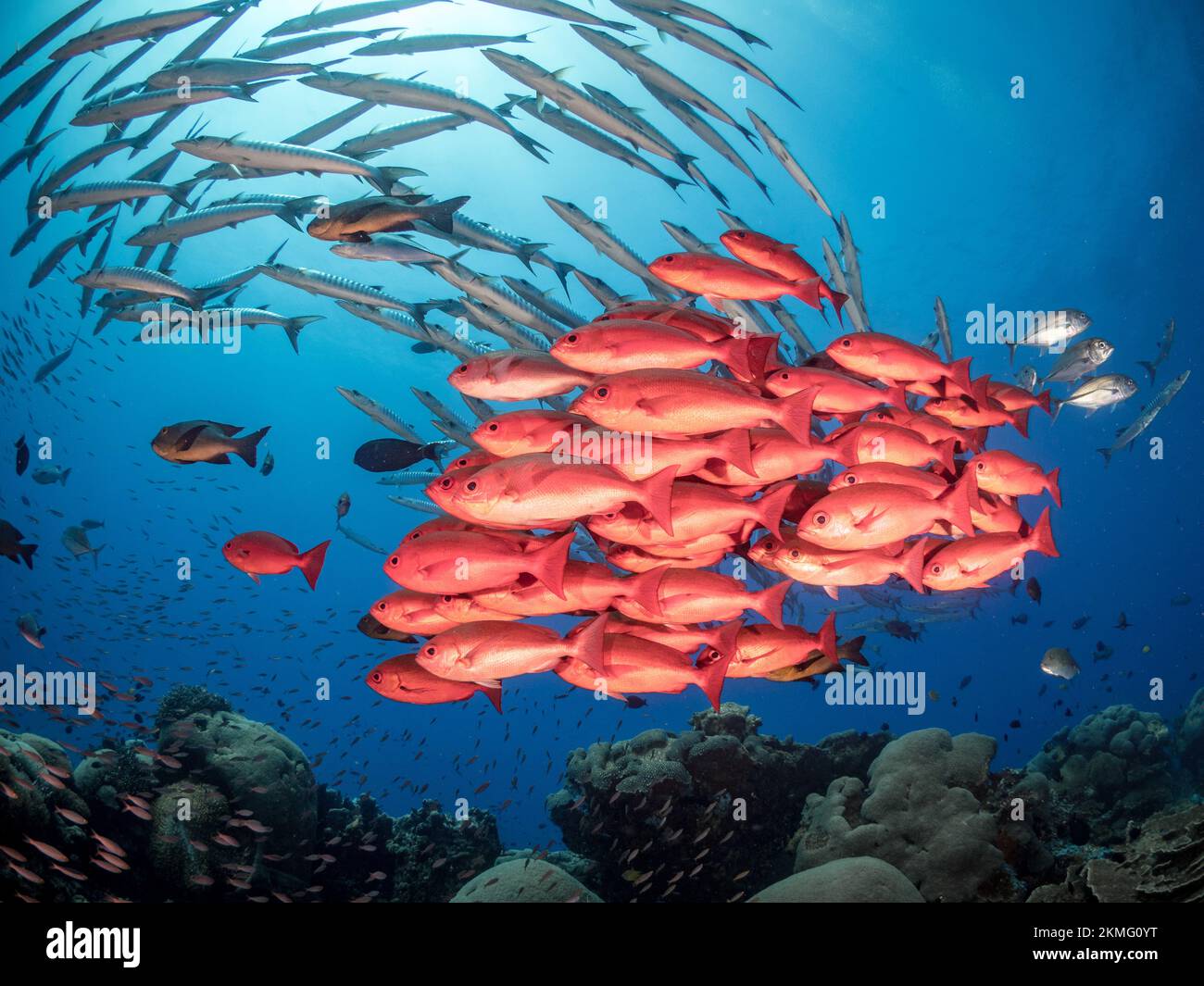 Scuola di dentici rossi e barracuda nuotano insieme sopra la barriera corallina Foto Stock