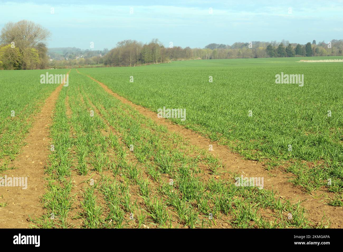 Nuovi germogli verdi di mais che crescono in un campo di un agricoltore. Foto Stock