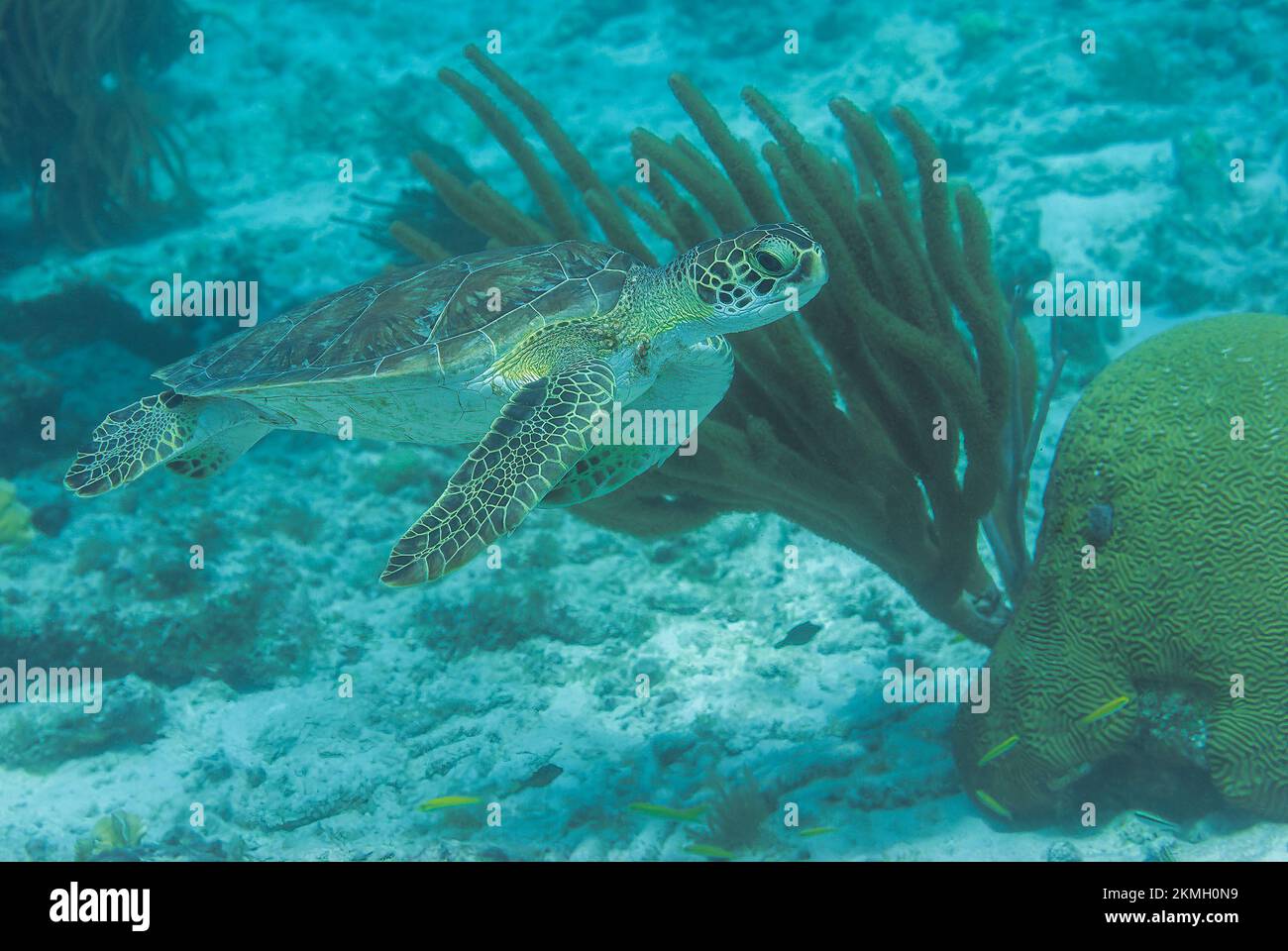 Wild Green Sea Turtle nuoto in habitat naturale nel Bonaire Marine Park Foto Stock