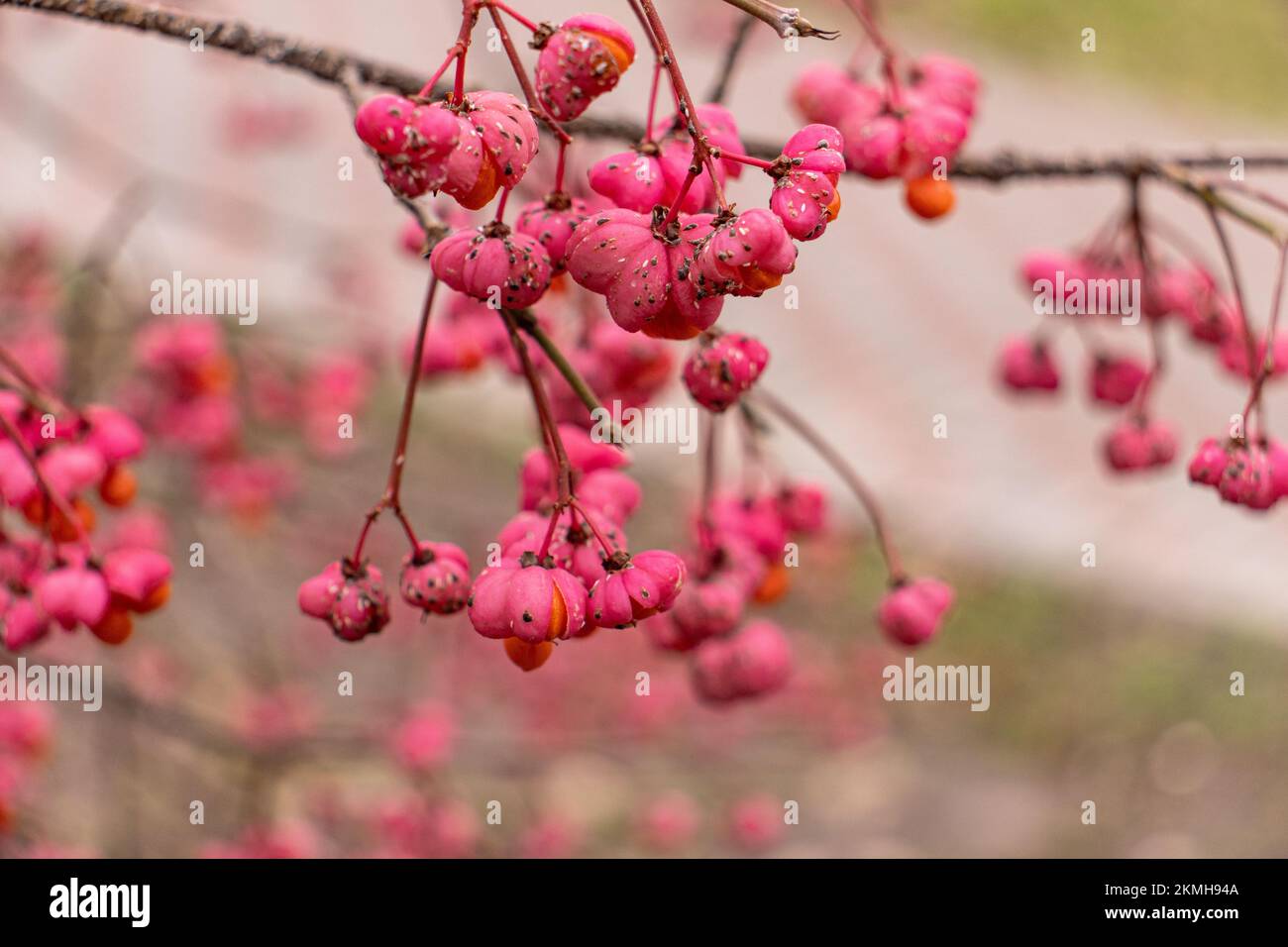 Primo piano dei frutti di bosco nel mese di novembre Foto Stock