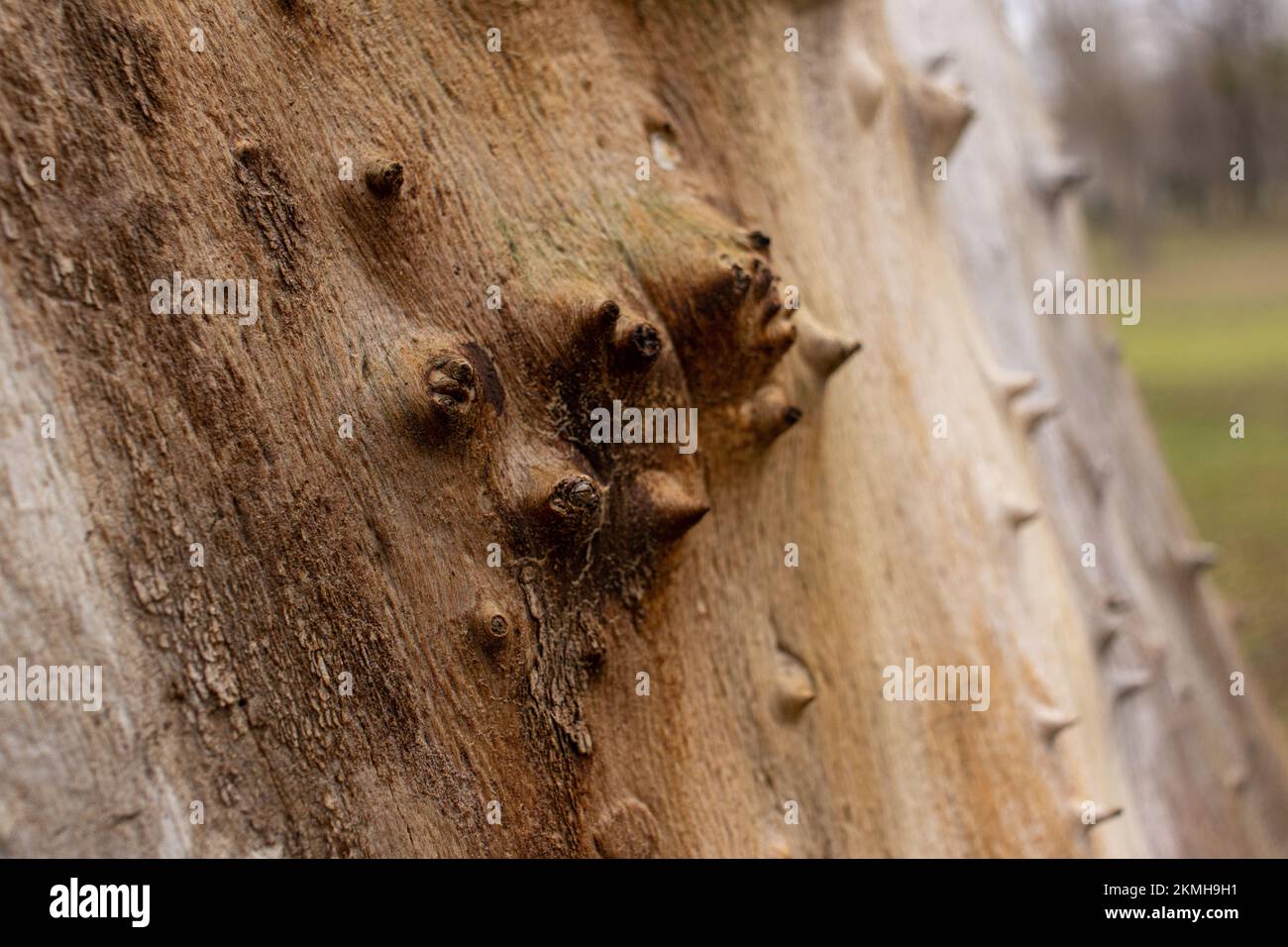 Un vecchio albero con la corteccia che viene fuori di esso Foto Stock