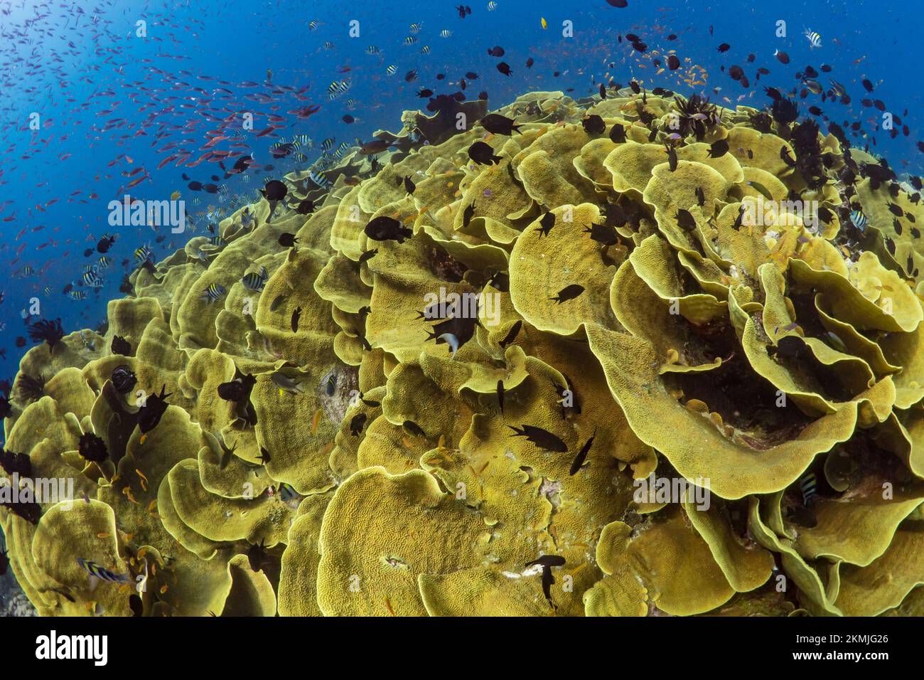 Biodiversità del sistema della barriera corallina - Asortment dei pesci tropicali della barriera corallina che nuotano sopra la barriera corallina sana Foto Stock