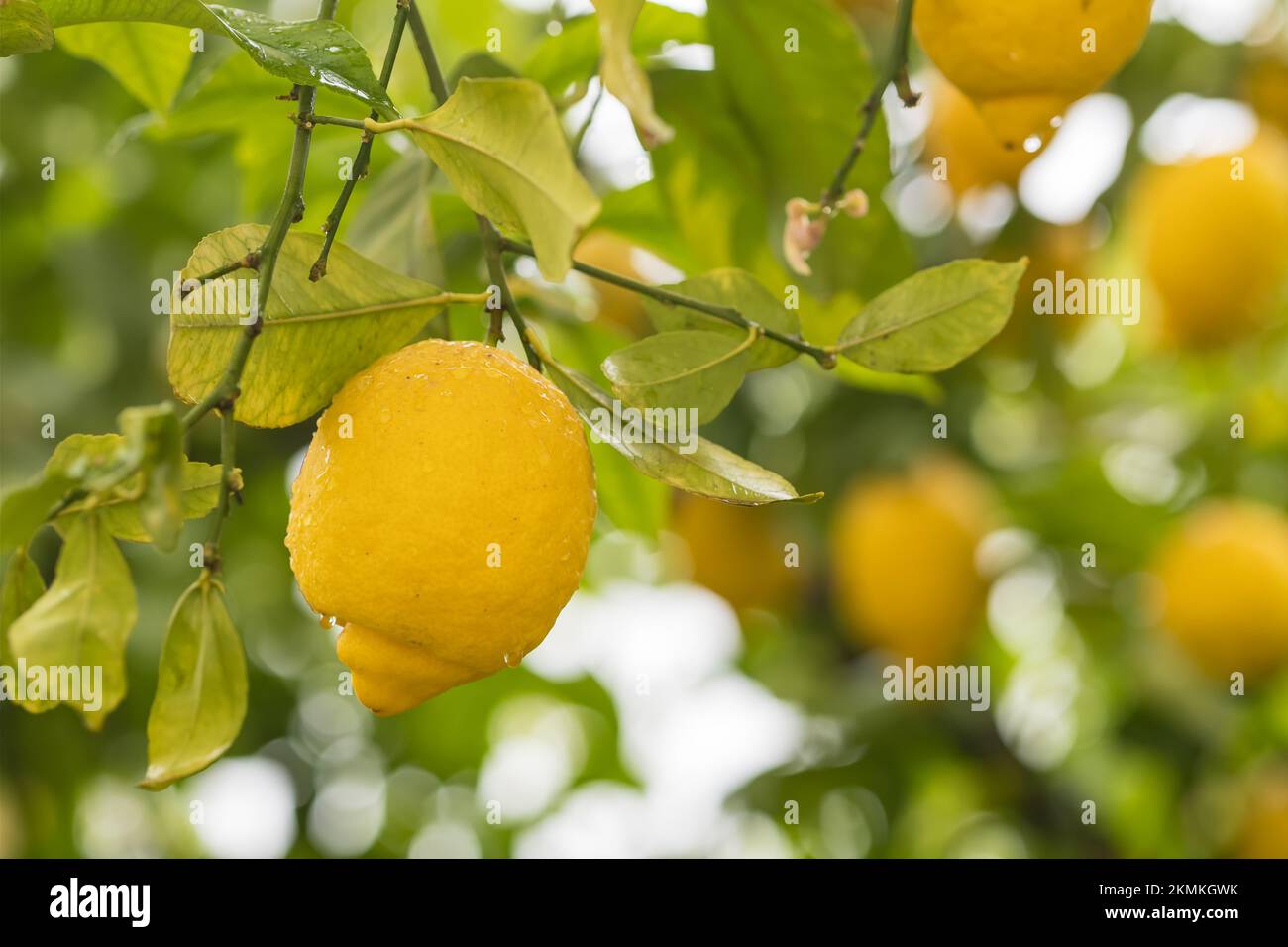 Limoni gialli maturi in gocce d'acqua dopo la pioggia appesa ad un ramo Foto Stock