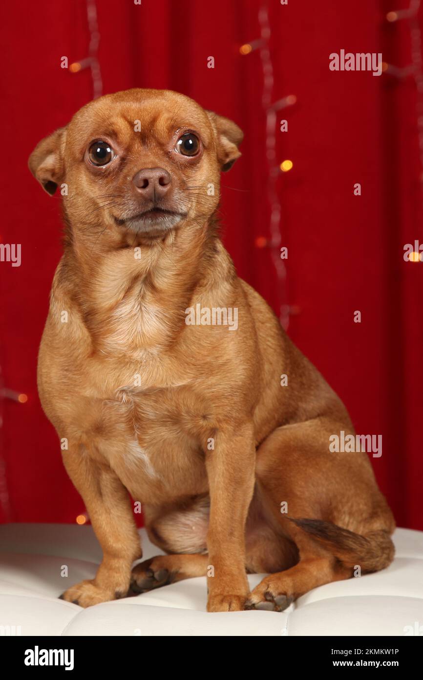 Maschio marrone Chihuahua in posa per un ritratto con sfondo rosso. Studio ritratto di un piccolo cane d'oro. Foto Stock