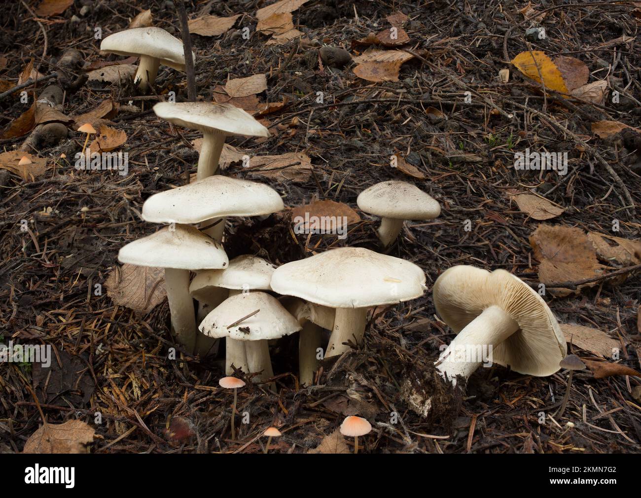 Funghi di pollo fritti, decastes di Lyophyllum, che crescono accanto a piccoli funghi di cofano d'arancia, Mycena acicula, sul pavimento della foresta sotto conifere miste Foto Stock