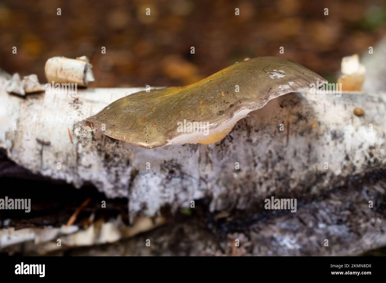 Tardo Autunno funghi ostrica, Sarcomyxa serotina, che cresce su un tronco di betulla rossa, lungo Callahan Creek, ad ovest di Troy, Montana. Nomi comuni per questo fungo Foto Stock