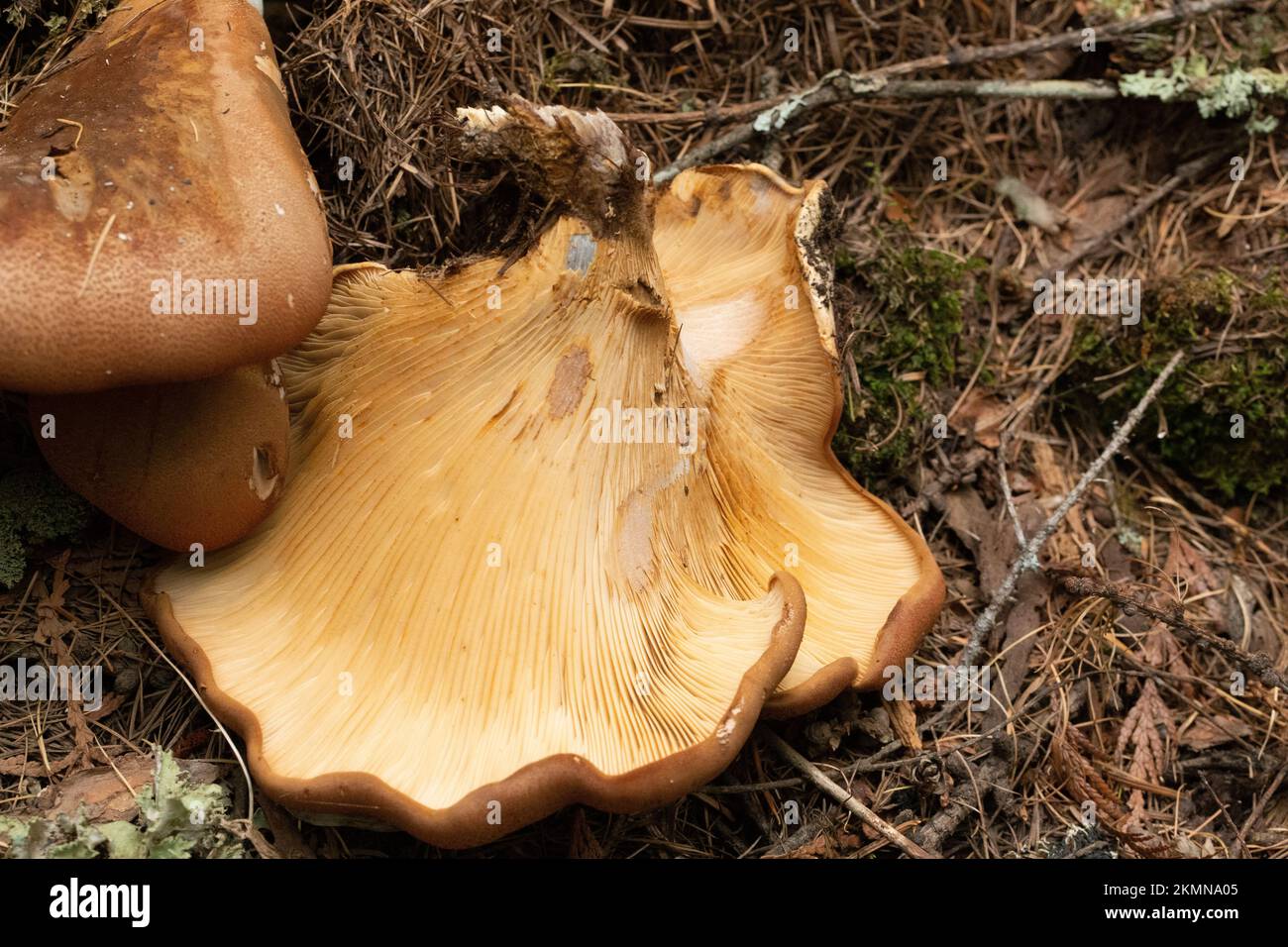 Tapinella atrotomentosa, funghi rotolati con bordo in velluto che crescono su un ceppo di conifere deformato, vicino a Meadow Creek, sotto il lago Dawson, a nord di Bonners Ferry, Id Foto Stock