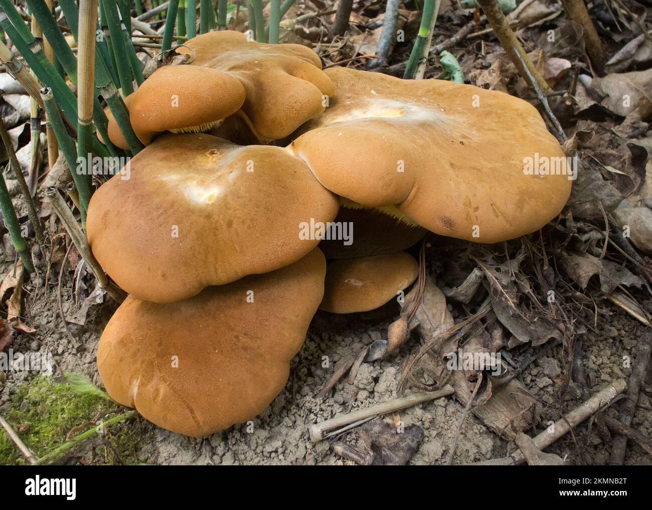 I funghi rotolati a bordo di velluto, Tapinella atrotomentosa, coltivati su un pavimento boschivo, probabilmente su legno a bacca, in una zona ripariale lungo l'estremità inferiore del Foto Stock