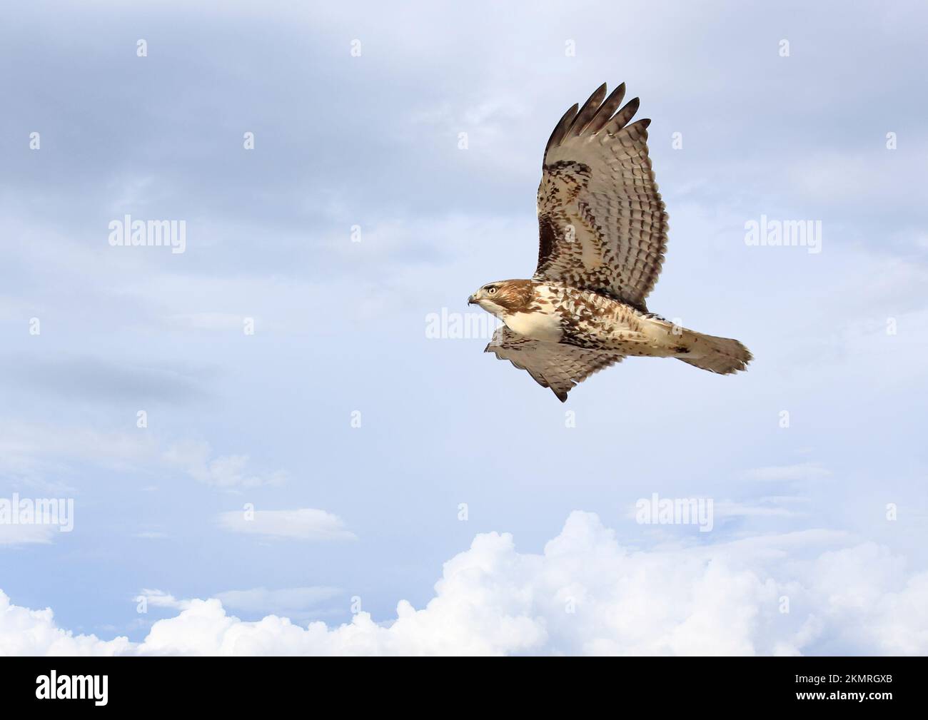 Falco dalla coda rossa che vola con sfondo nuvolato, Quebec, Canada Foto Stock
