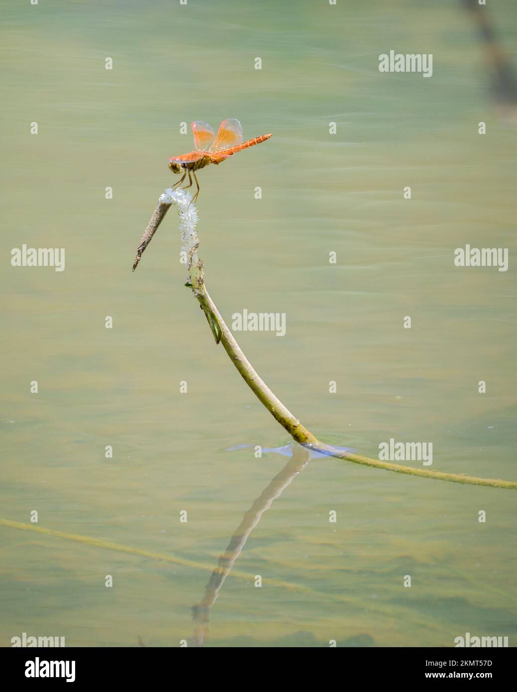 Libellula del gioiello della fossa che siede sul bordo del bastone sopra il flusso dell'acqua. Foto Stock