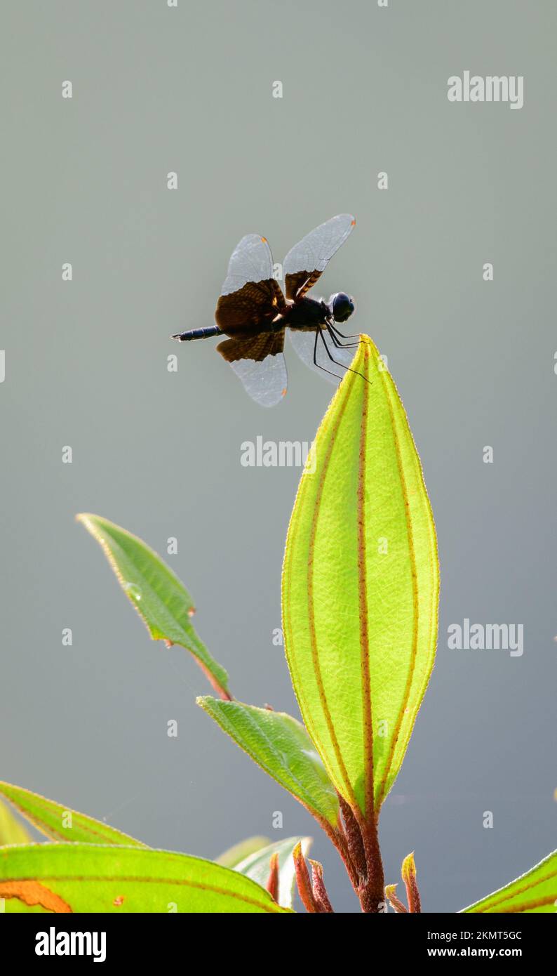 La libellula flutterer zaffiro siede sulla parte superiore di una foglia verde, bella libellula trasparente blu scuro da vicino. Foto Stock