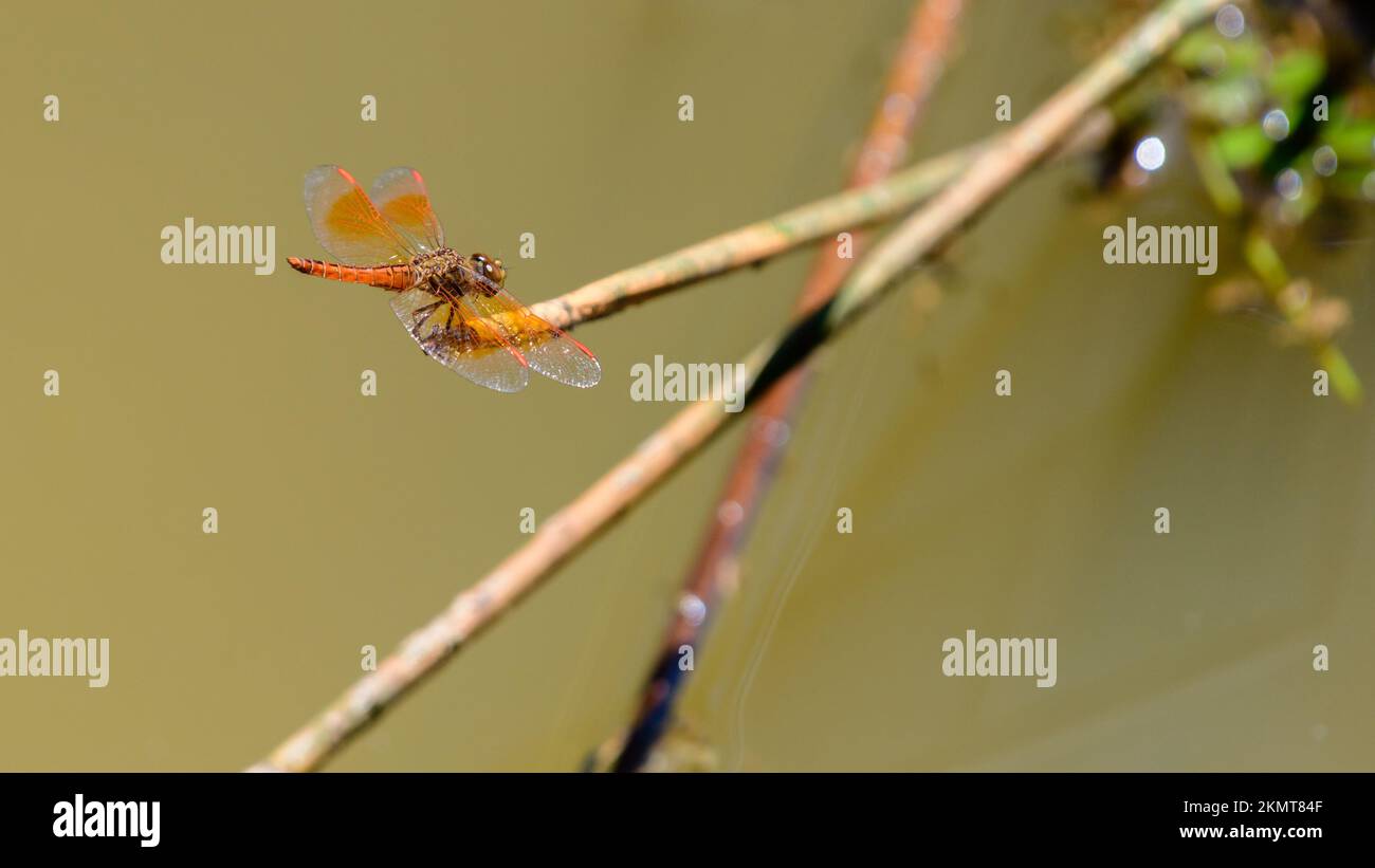 Libellula del gioiello della fossa che siede sul bordo del bastone sopra il flusso dell'acqua. Foto Stock