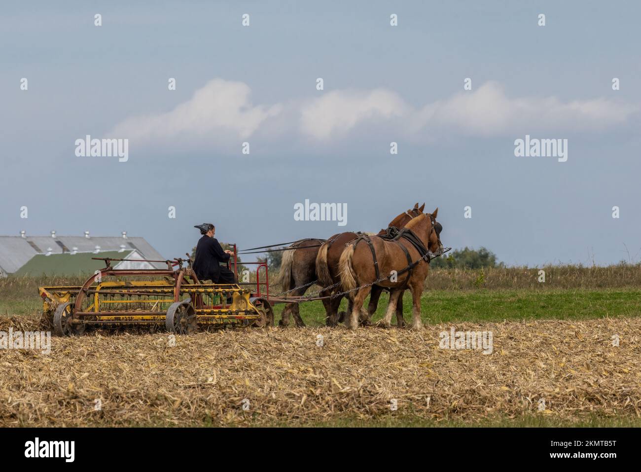 Donna Amish con una squadra di cavalli che raccolgono il campo, Lancaster County, Pennsylvania Foto Stock