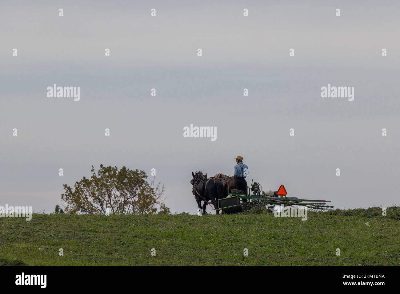 Amish con cavalli che raccolgono il campo, Lancaster County, Pennsylvania Foto Stock