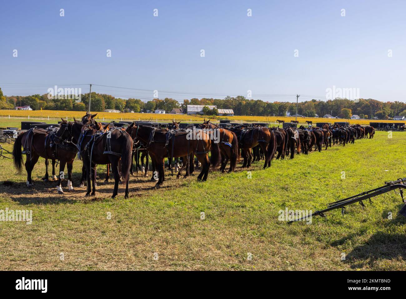 Cavalli allineati in un campo erboso ad un'asta a Casson Corner, Kent County, Delaware Foto Stock