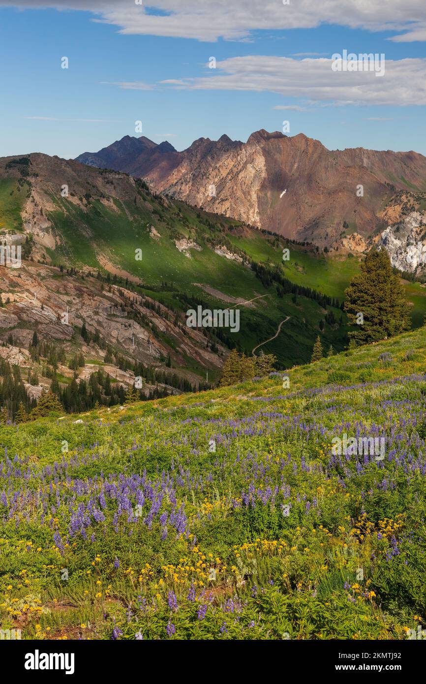 Campo di fiori selvatici, Albion Basin, Little Cottonwood Canyon, Wasatch Mountains, Utah Foto Stock