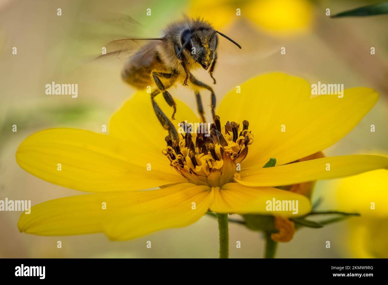 Un Honeybee occidentale (Apis mellifera) che arriva per un atterraggio su un fiore giallo. Raleigh, North Carolina. Foto Stock