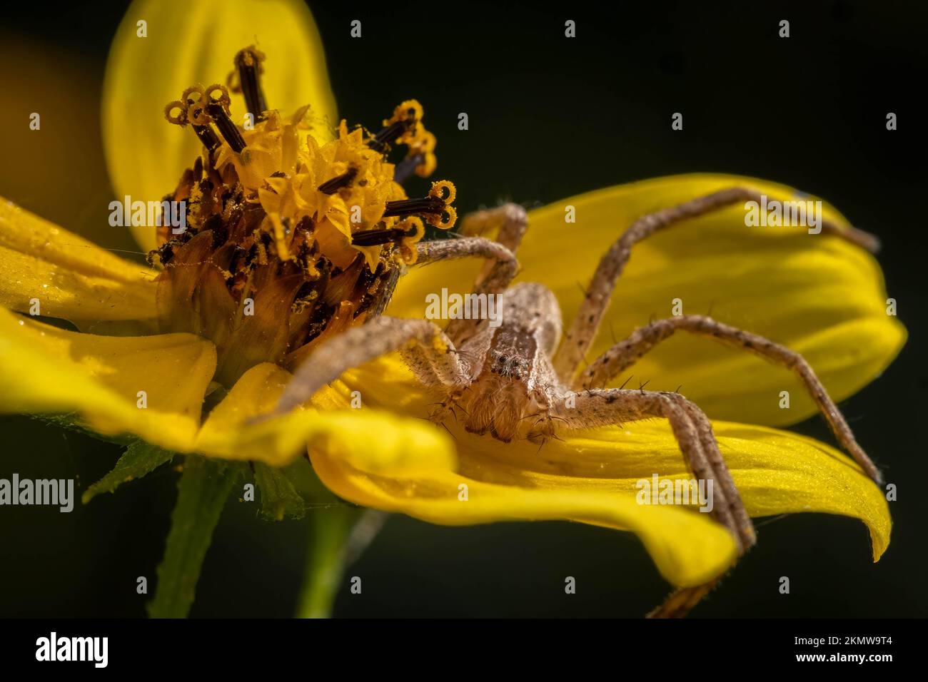 Un vivaio americano Web Spider (Pisaurina mira) punta su una fioritura gialla. Raleigh, North Carolina. Foto Stock