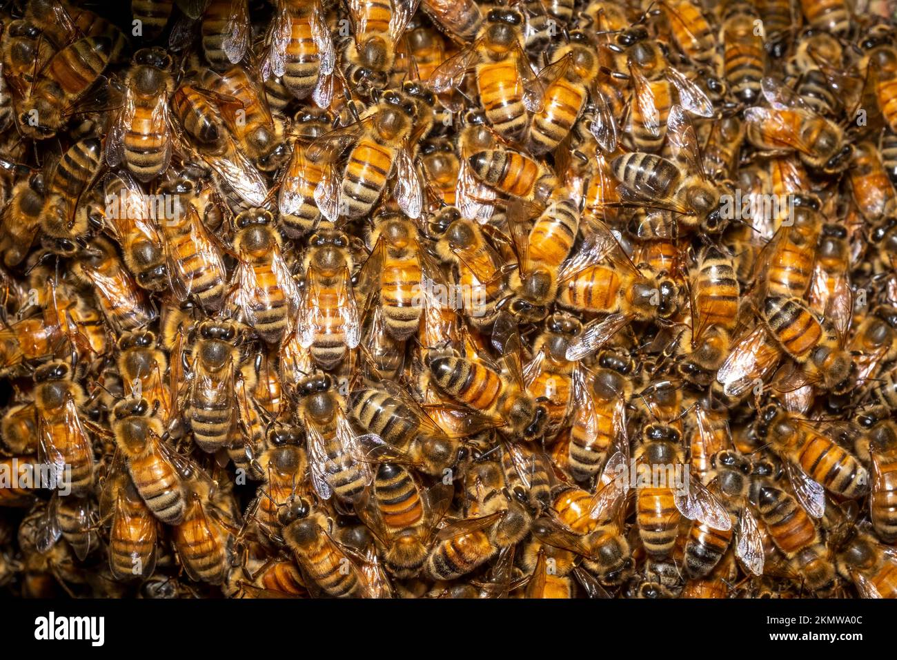 Primo piano di uno sciame di api mellifere occidentali (Apis mellifera) macchiato in un albero. Raleigh, North Carolina. Foto Stock