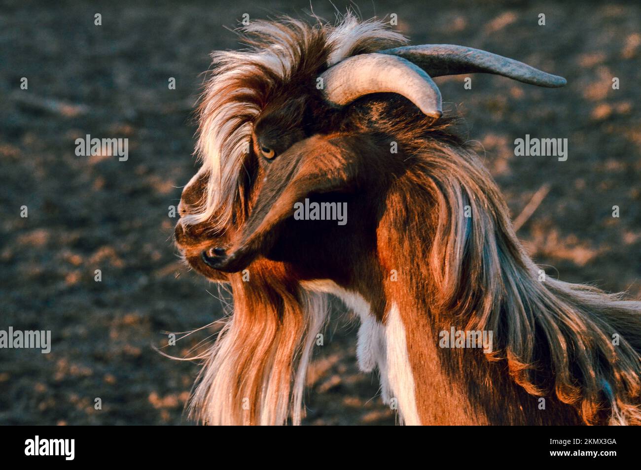 Un ritratto di vista laterale di una capra domestica a capelli lunghi con sfondo sfocato Foto Stock