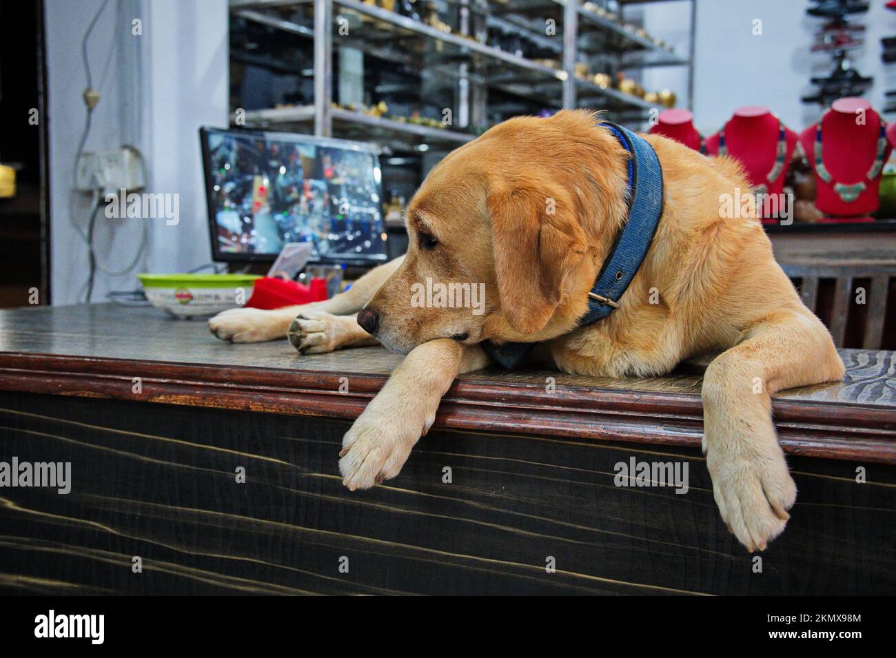 labrador giallo sdraiato sulla scrivania in negozio - Kathmandu, Nepal Foto Stock