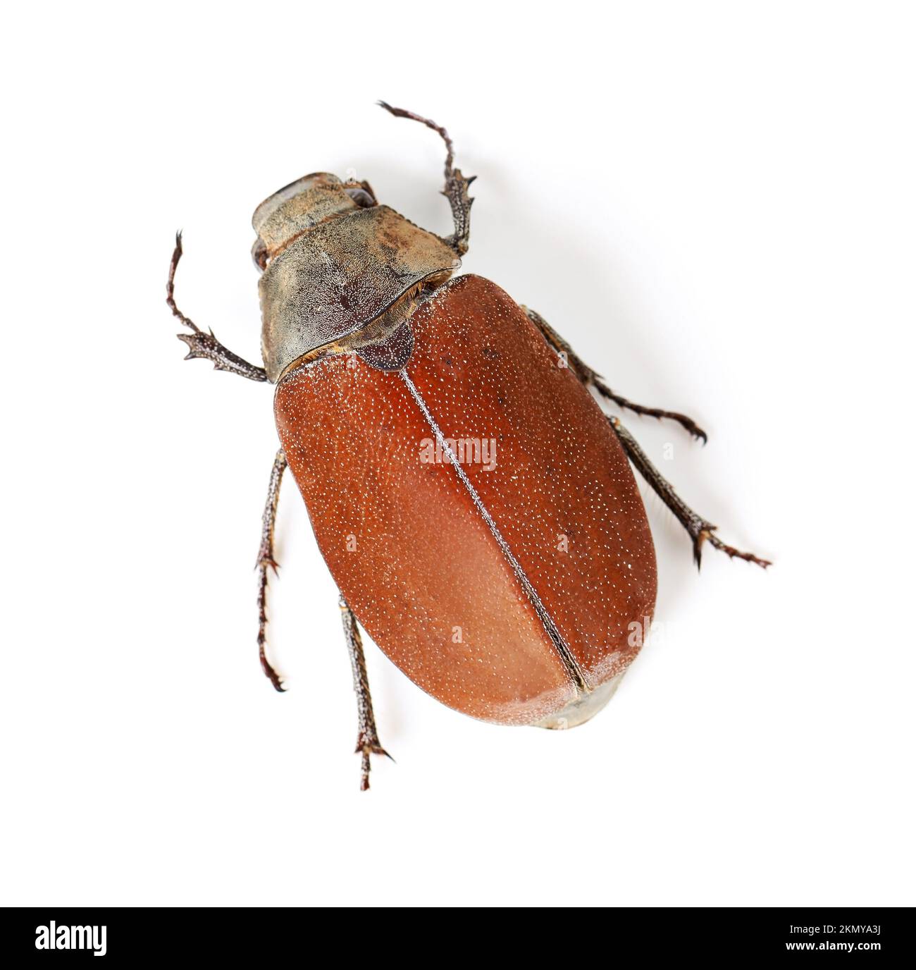 La bellezza degli coleotteri. Macrofotografia di uno scarabeo rosso e marrone isolato su bianco. Foto Stock