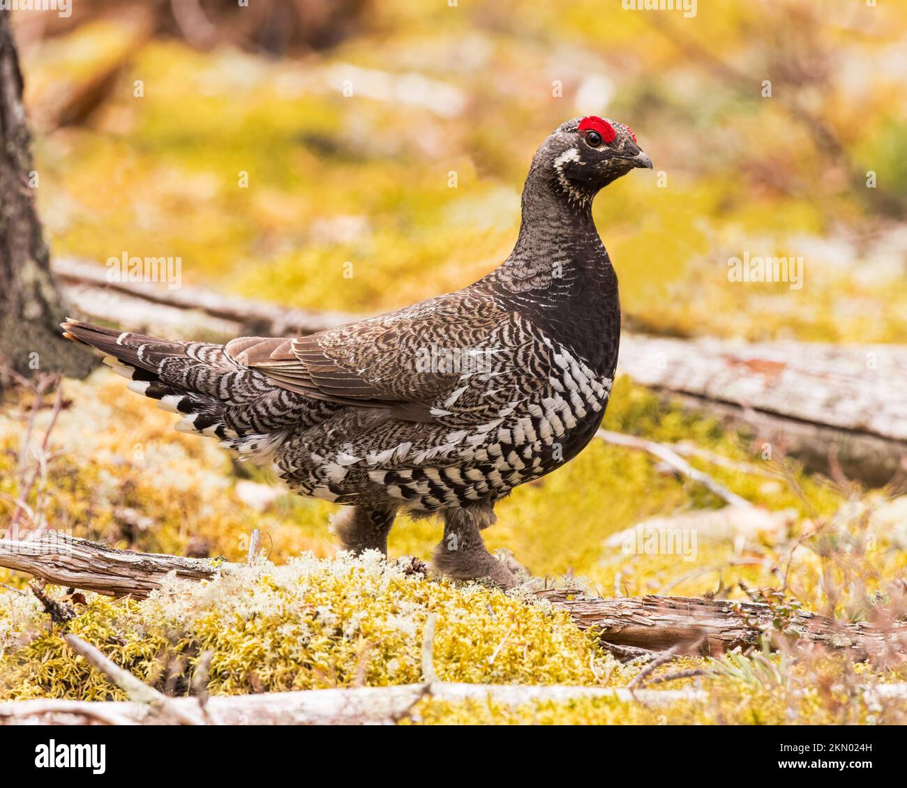 Una Grouse di Spruce a casa in una foresta Saskatchewan settentrionale. Foto Stock
