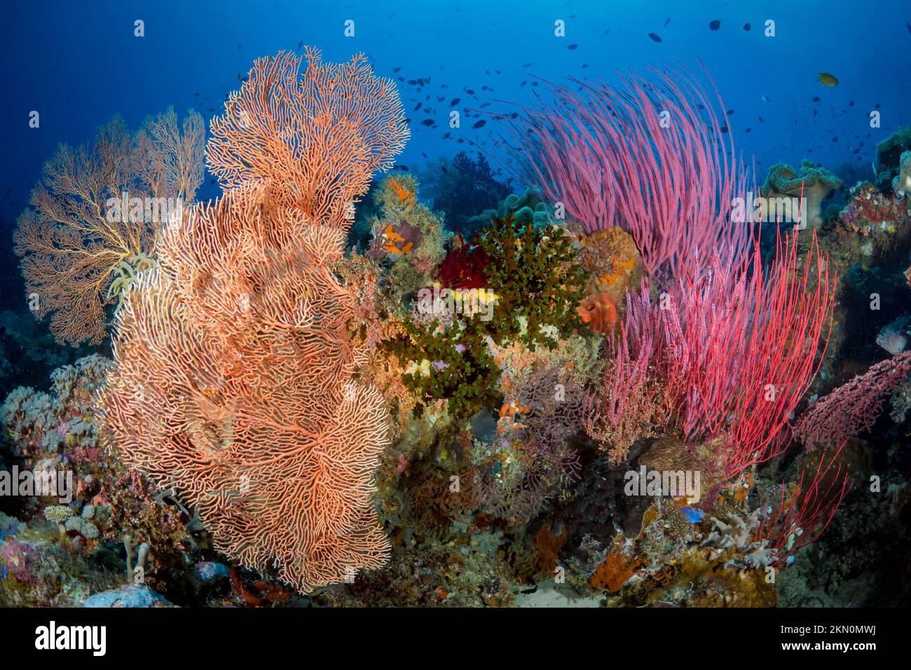 Coralli grandi che crescono su una barriera corallina sana e colorata Foto Stock
