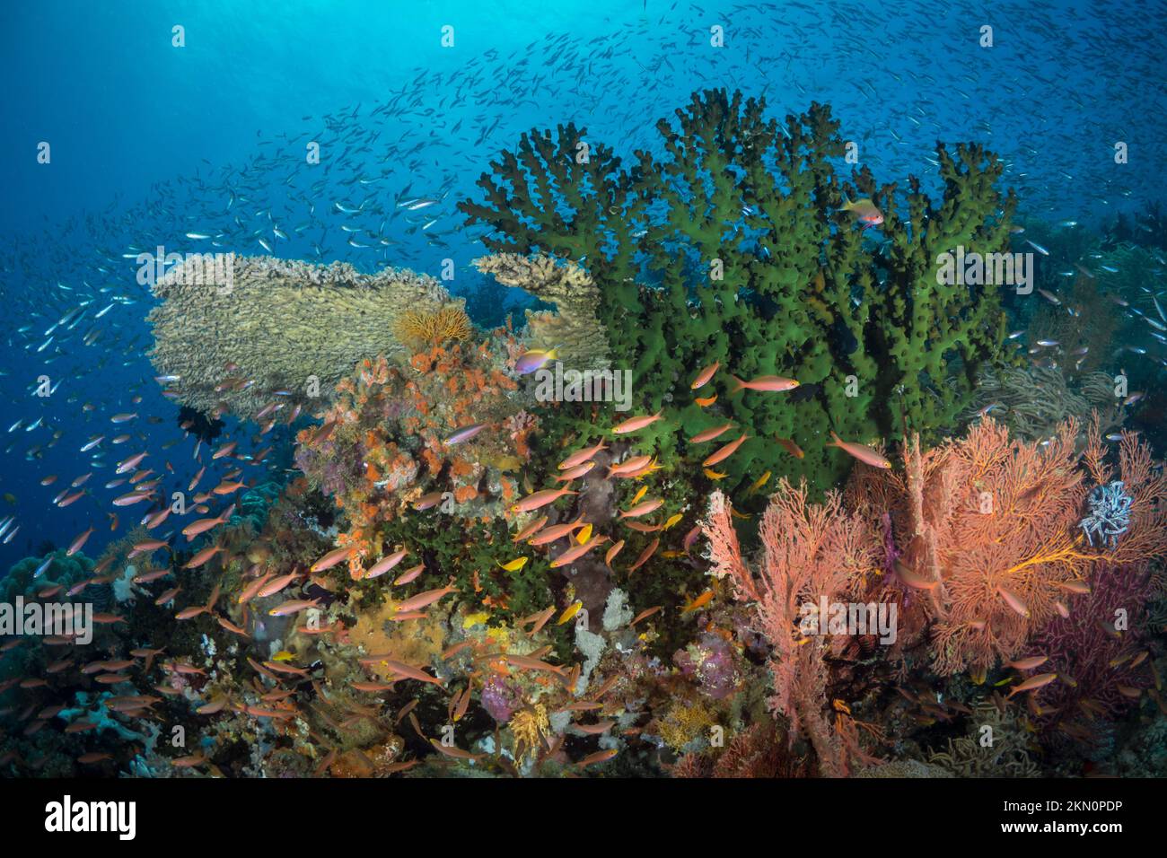 Coralli grandi che crescono su una barriera corallina sana e colorata Foto Stock