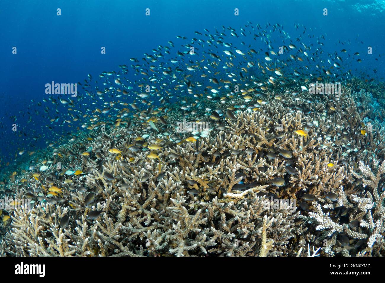 Ultima biodiversità dell'Indo pacifico con la scolarizzazione di pesci tropicali sopra un ecosistema di barriera corallina abbondante e salutare. Foto Stock