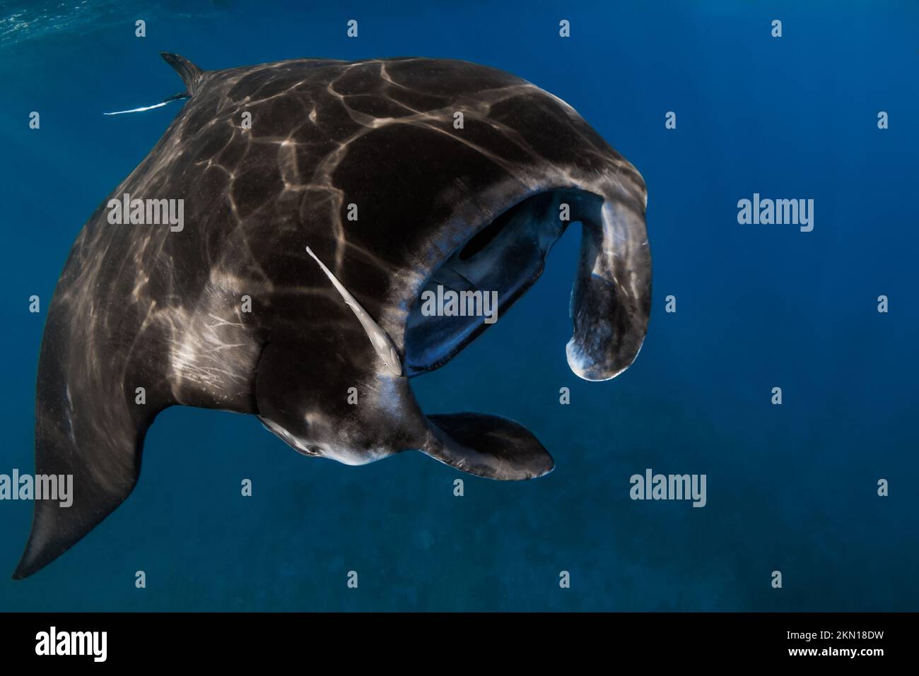 Vista ravvicinata dei grandi pesci di manta ray. Pesci grandi nell'oceano blu Foto Stock