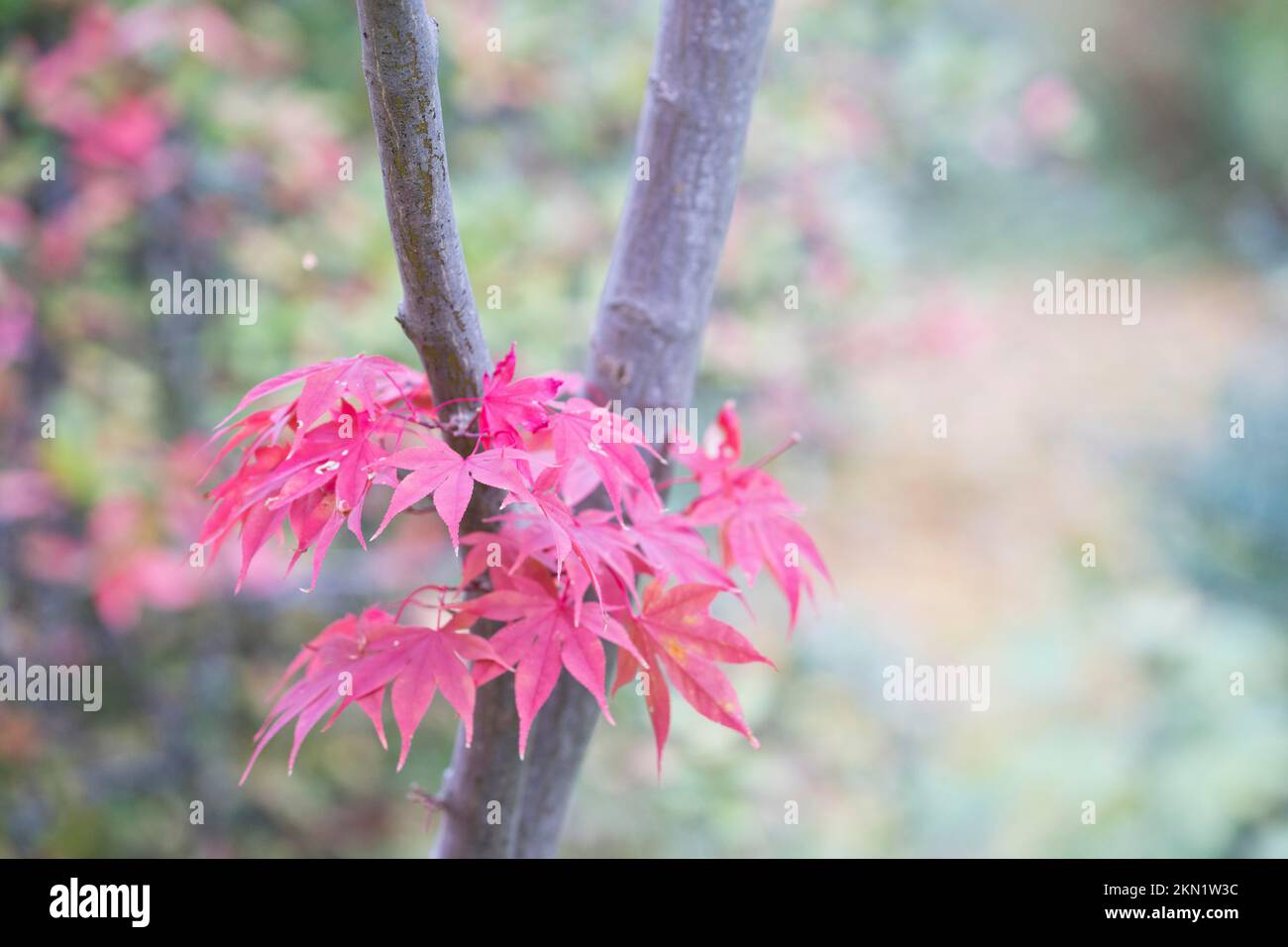 Acero giapponese liscio rosso (Acer palmatum), Renania-Palatinato, Germania, Europa Foto Stock