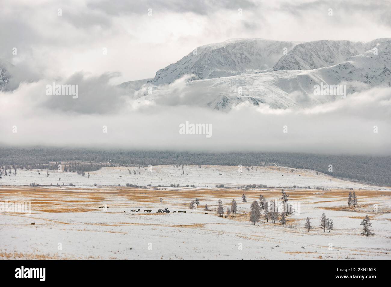 Paesaggio invernale della steppa di Kurai e delle montagne innevate di Altai Foto Stock