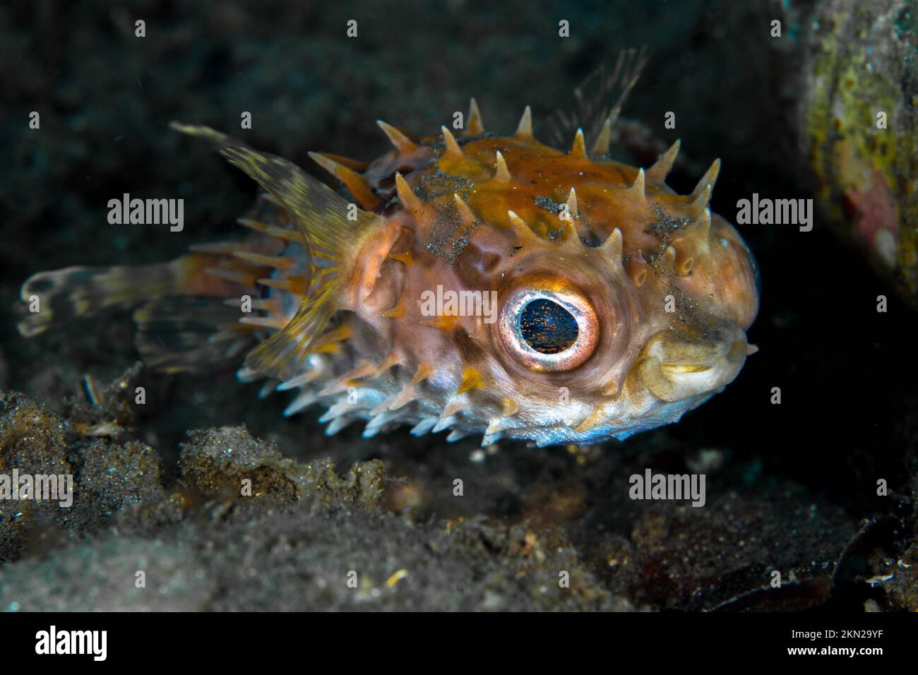 Splendida pinna di mare che nuotano sopra la barriera corallina sana nel Pacifico Indo Foto Stock