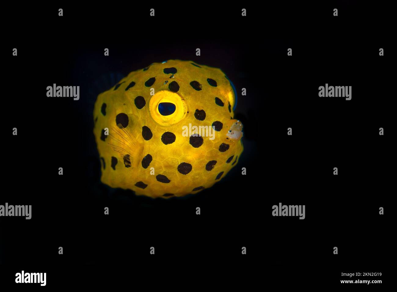 Splendida pinna di mare che nuotano sopra la barriera corallina sana nel Pacifico Indo Foto Stock