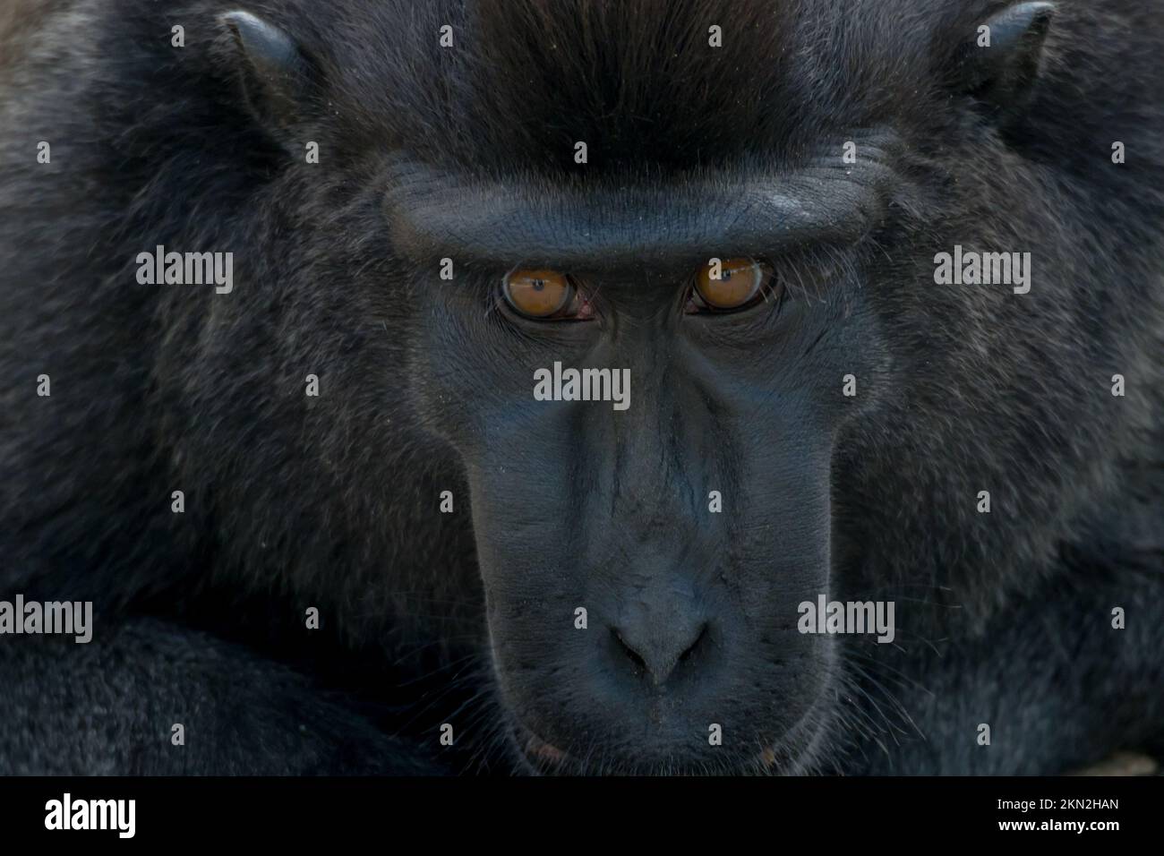 Bellissimi macachi neri crestati nel Tangkoko Foto Stock