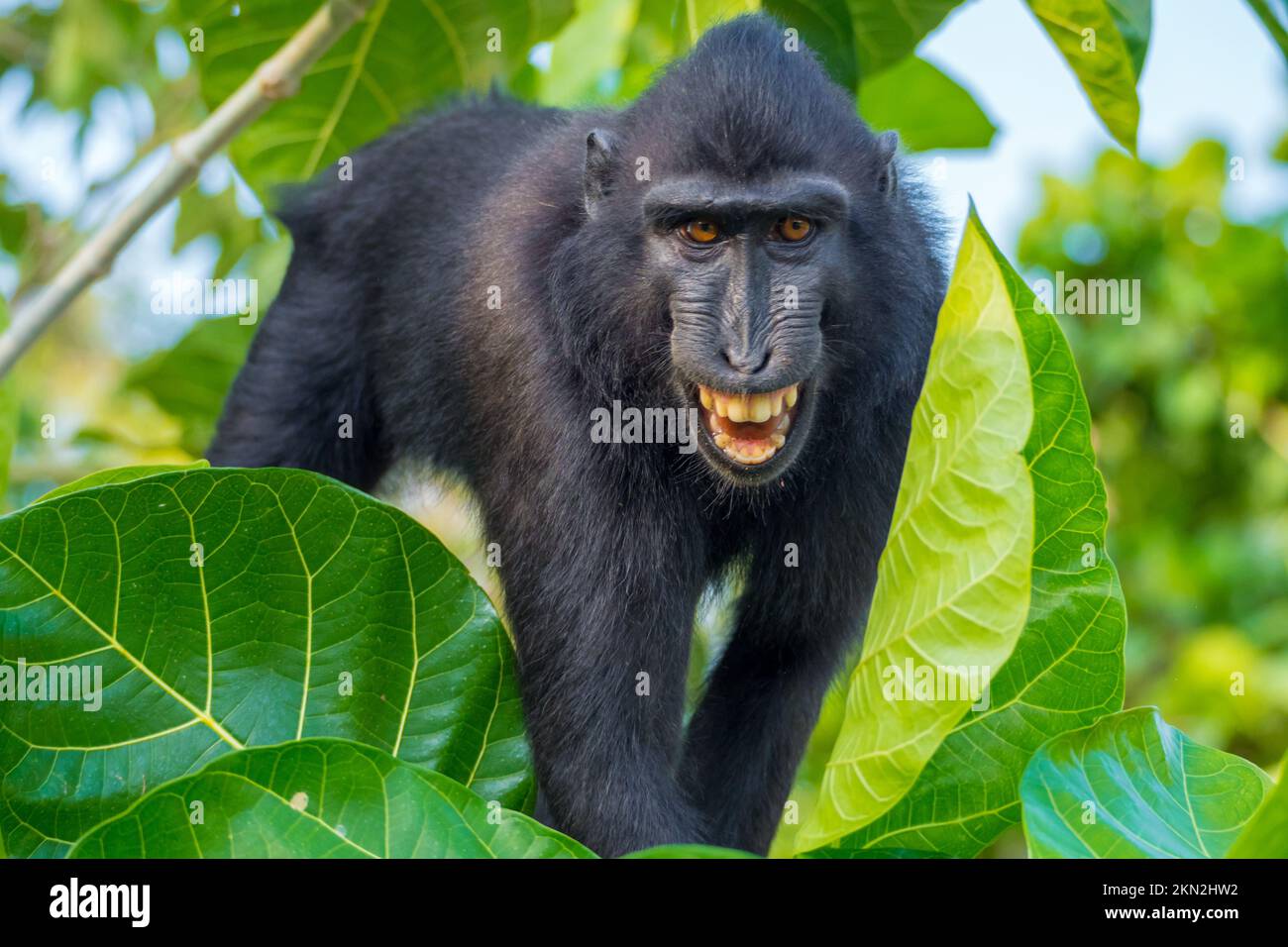 Bellissimi macachi neri crestati nel Tangkoko Foto Stock