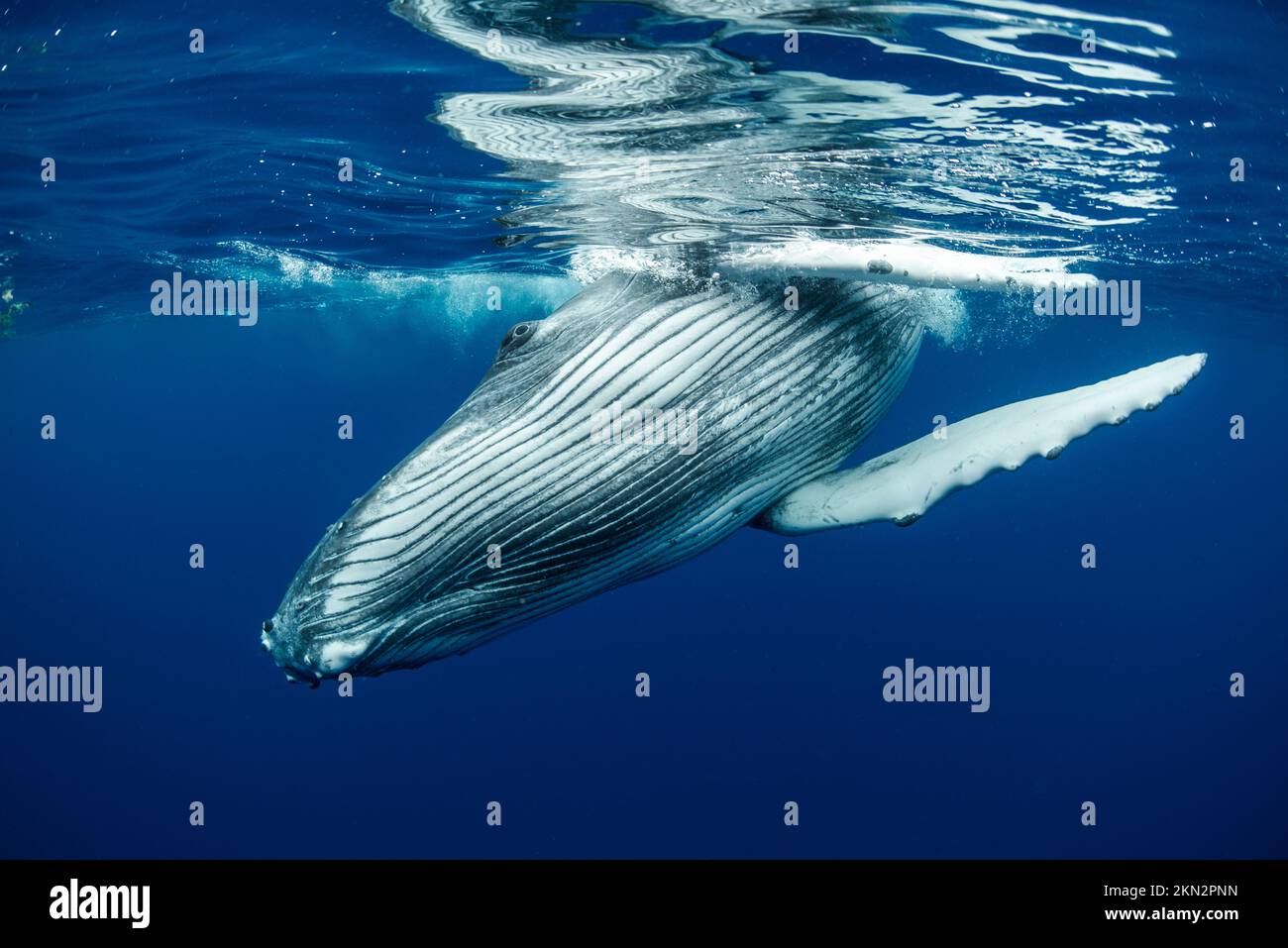 Megattere (Megaptera novaeangliae) sott'acqua nell'isola di Rurutu polinesia francese Foto Stock