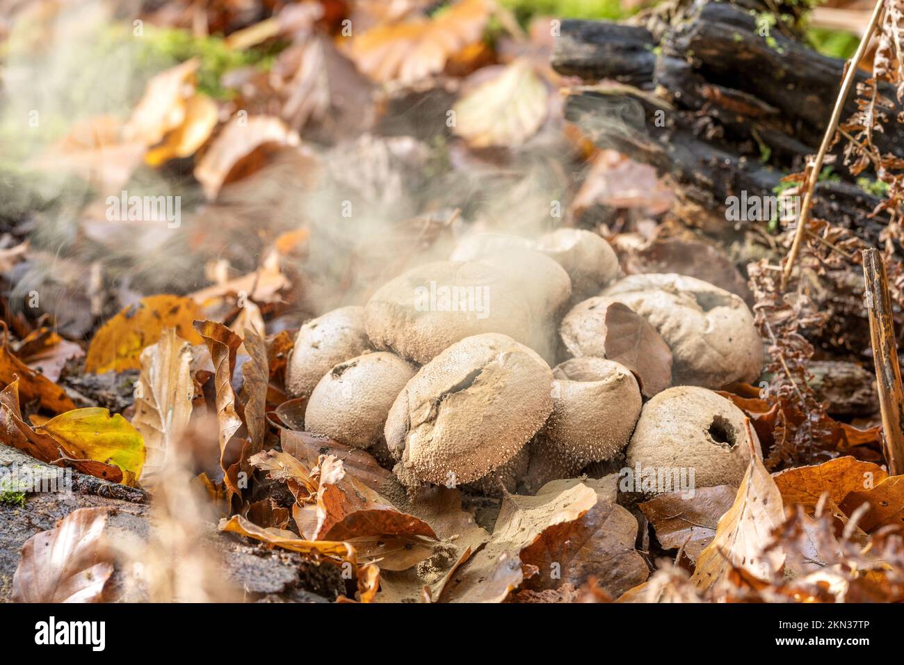 Rilascio spores..Common Puffball, Lycooperdon perlatum, New Forest, Hampshire, Regno Unito. Commestibile quando giovane. Foto Stock