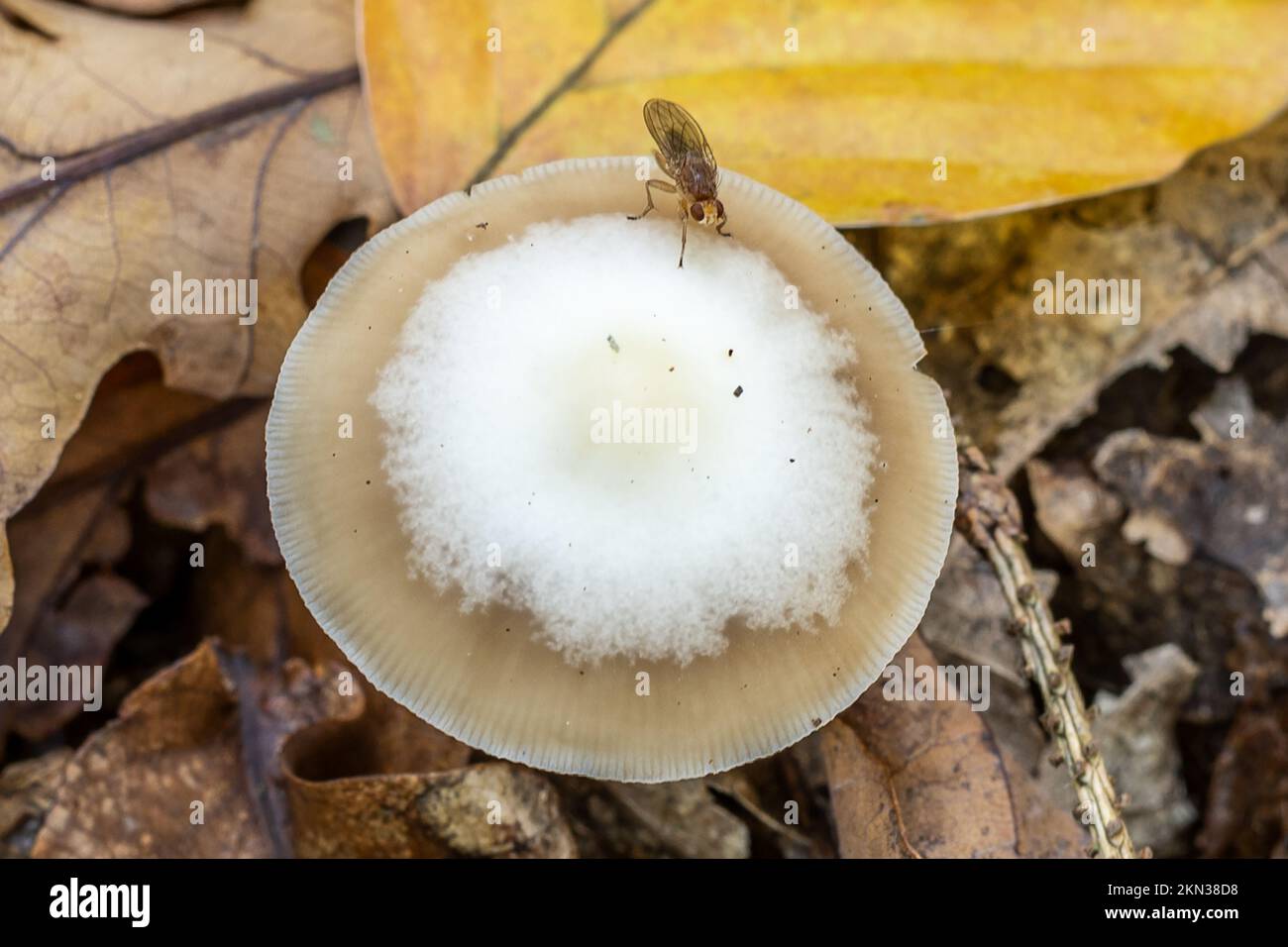 Tappo burro con mosca di frutta, New Forest, Hampshire, Regno Unito. Potenzialmente commestibile. Foto Stock