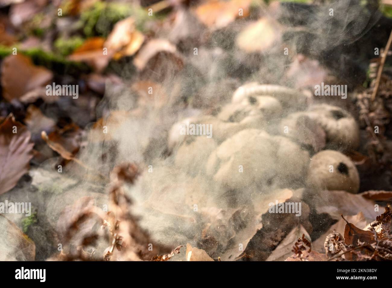 Rilascio spores..Common Puffball, Lycooperdon perlatum, New Forest, Hampshire, Regno Unito. Commestibile quando giovane. Foto Stock