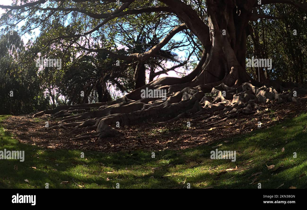 In un'immagine a occhio di pesce, un grande albero di fico proietta un'ombra scura sul suo sistema di radici esposte e le ombre appicciate sull'erba nel Pacific Park, Newcastle NSW Foto Stock