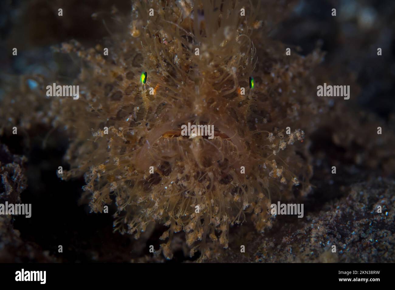 Rana pescatrice pelosa - Antennarius striatus sulla barriera corallina dell'Indo pacifico Foto Stock